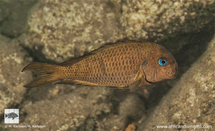 Tropheus sp. 'crescentic' Kungwe Point